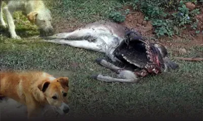 Dans une chasse : des cerfs attaqués par des chiens errants