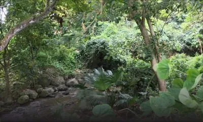 Robinson no 2, Phoenix : Rivière-Sèche et ses berges laissées à l’abandon