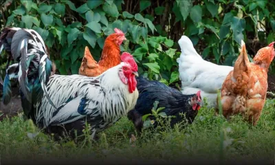Voisinage : les poules de sa voisine sont une nuisance