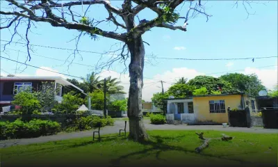 À Rose-Belle: un vieux badamier menace de tomber