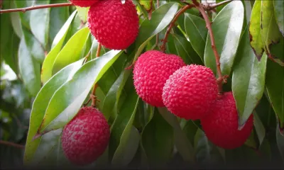 À cause des chauves-souris et des vols: moins de letchis sur le marché en 2015