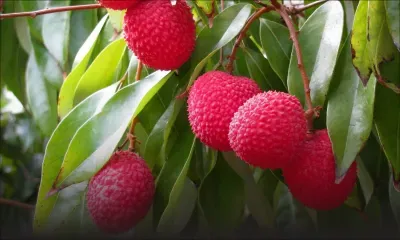 Moka : il est condamné à 6 mois de prison quelques heures après avoir volé des litchis chez le CP