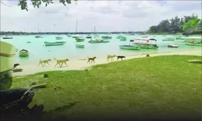 Beach Authority : la plage de Grand-Baie sera réhabilitée d’ici deux mois