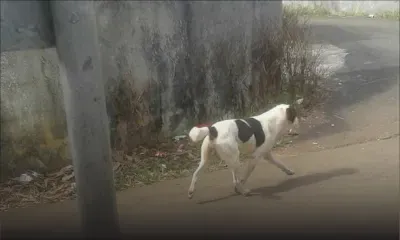 Hermitage : elle est mordue par le chien de son voisin