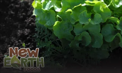 Production locale : Innodis commercialise le légume bio New Earth™