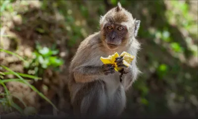 Dans le cadre des recherches médicales en laboratoire : l’industrie de l’exportation des singes en pleine forme