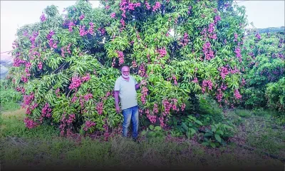 Letchis : la récolte s’annonce bonne 