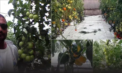 Planteur hydroponique: avoir les mains vertes et du courage