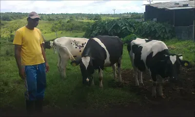 La révolution verte: lentement mais sûrement