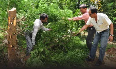 Des milliers de sapins inondent le marché