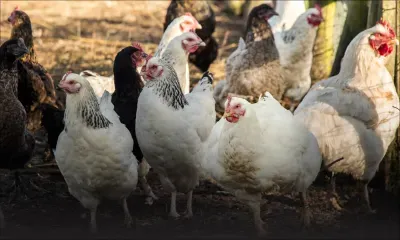 Grippe aviaire : niveau d'alerte maximum en Corée du Sud