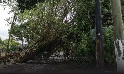 A Belle-Vue Maurel : chute d’un arbre, la circulation perturbée 