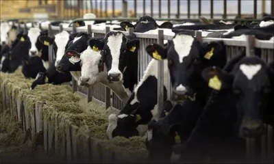 Production locale de lait : deux entreprises jettent l’éponge