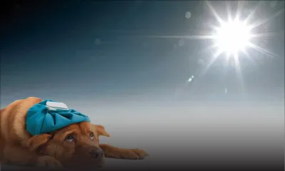 Fortes chaleurs: les chiens très incommodés !