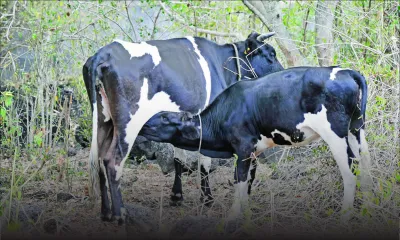 Consommation - Lait : une meilleure production attendue