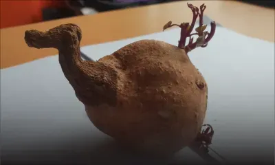 Insolite : une patate douce qui ressemble à un dodo !