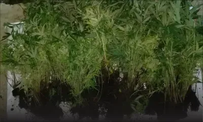 Opération destruction : de la drogue valant Rs 121,6 M mise en incinérateur