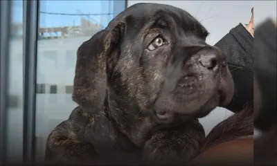 Deux chiens de race volés retrouvés par la police - Le propriétaire : «Mo pou met de gro toutou pou veye aster»