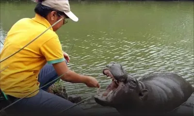 Un hippo nain à Casela…