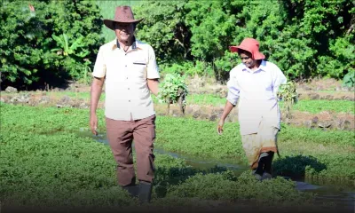 Au cœur du village de Constance : étouffée de cresson
