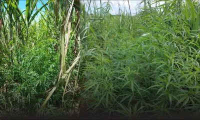 Des plants de cannabis déracinés dans un champ de canne