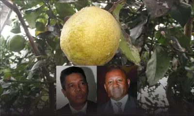 Importation des limons de Rodrigues : pressions pour la levée de l’embargo