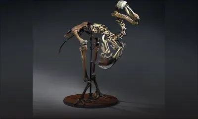 Christie’s met en vente un squelette de dodo à Rs 18 millions