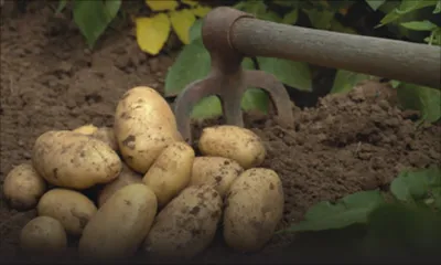 Pomme de terre: une production de 17000 tonnes attendue cette année