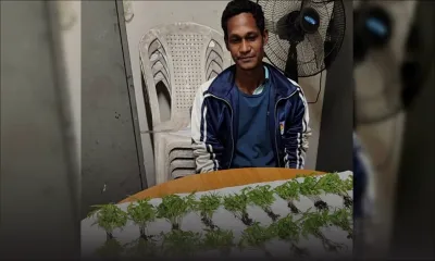 À Trou-aux-Biches : 335 plants de cannabis saisis