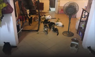 Tabagisme passif : nos animaux victimes malgré eux