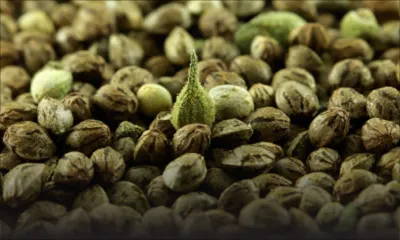 Un détenu tente d’avaler 20 g de cannabis