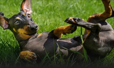 Pension pour animaux : un service qui prend de l’essor