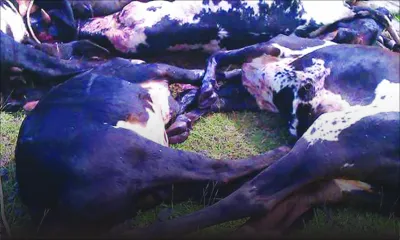 Propagation de la fièvre aphteuse: le Dr Swaley Abdoola blâme le ministère de l’Agro-industrie