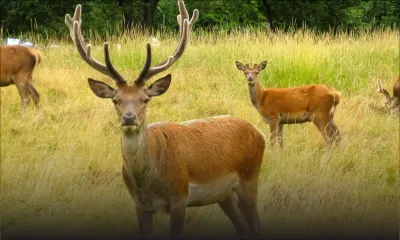 Reprise de la chasse aux cerfs