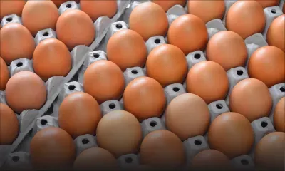 Les prisonniers mangent 425 000 œufs par an 