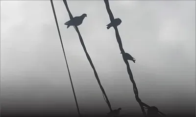 Comme une odeur de pigeon dans l’air… 