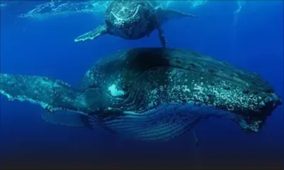 Nage aux côtés des baleines - Hugues Vitry : «Stop au harcèlement de nos cachalots»