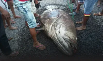 Grand-Sable : un poisson géant échoue sur la plage