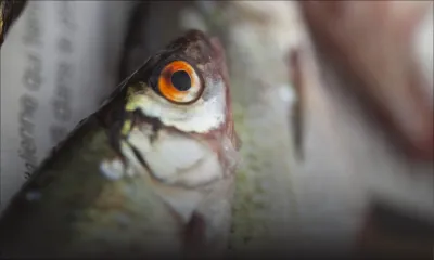 Poissons : les prix à la baisse