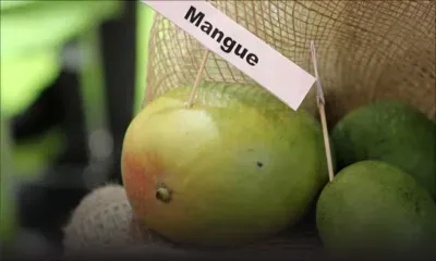 Idées recettes: découvrez la mangue verte autrement