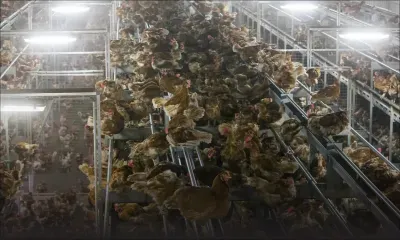 France: risque «élevé» de grippe aviaire dans une partie de la France