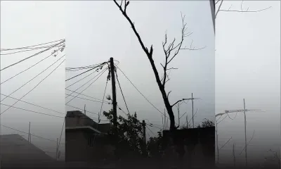 À Forest-Side : un vieux filao suscite l’inquiétude