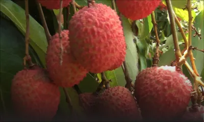 Agro-industrie : 13 000 à 15 000 tonnes de letchis attendues