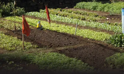 Pénurie de semences, sécheresse et insuffisance de main-d’œuvre : la menace d’une pénurie de légumes à partir de janvier 2022 plane