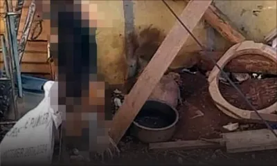 À Bambous, il frappe une chienne et la pend : la MSAW récupère sept autres chiens victimes de maltraitance