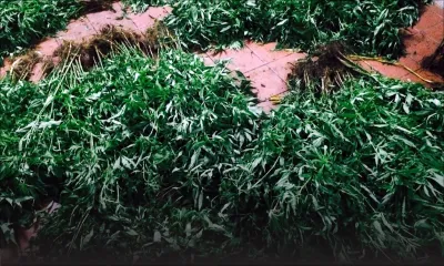 Un «bouncer» arrêté pour culture de plus de Rs 3 millions de cannabis