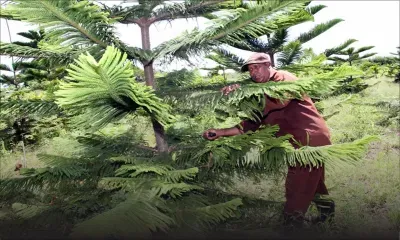 Culture : mon bel araucaria !