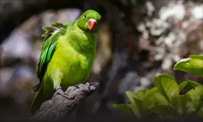 Espèces en voie de disparition - Echo Parakeet : chouette à savoir ! 