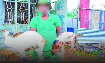 À Cité La Cure : un éleveur perd plus de 80 animaux ces trois derniers mois