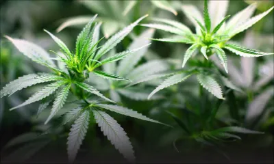 Bel Étang, Camp-de-Masque : 466 plants de cannabis déracinés dans un champ de canne